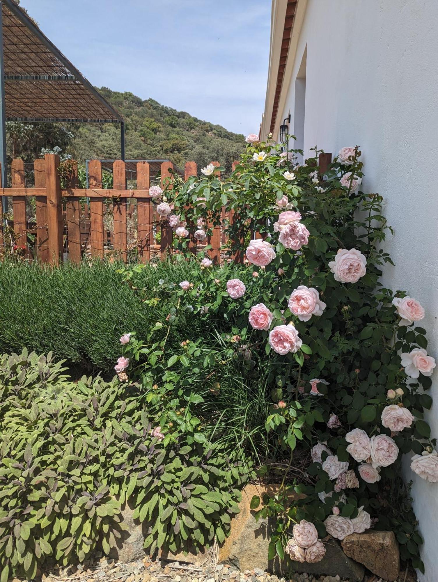 Finca Bravo Cortegana Eksteriør billede